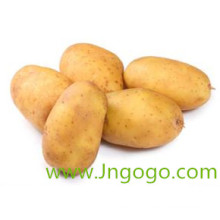 Nouvelle culture d&#39;exportation de bonne qualité de pommes de terre fraîches chinoises